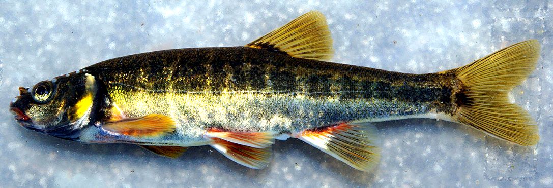 Phoxinus bigerri_07.jpg